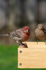 House Finch