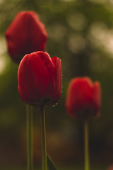 Czerwone tulipany po deszczu