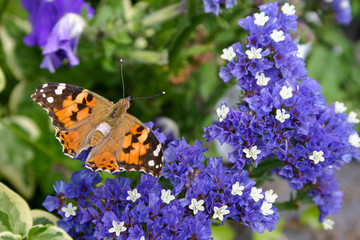 butterfly and blue smal flowers in Paris, France