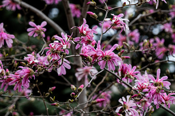 pink flowers in the garden branch tree