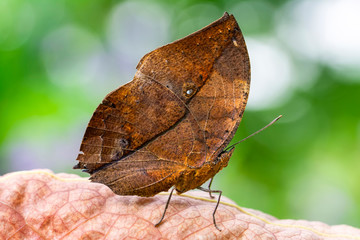 Dead leaf butterfly , Kallima inachus, aka Indian leafwing, standing wings folded on a bamboo branch, dead leaf imitation.