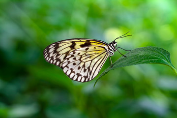 Closeup beautiful butterfly in a summer garden

