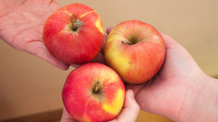 Hands are holding red apples. World Family Day. Apple day. Friendship concept. Three red apples.