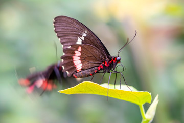 Beautiful  heliconius  butterfly  sitting on flower in a summer garden

