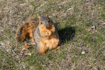 Squirrel eats a nut in the park
