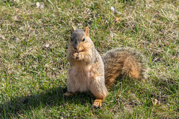 Squirrel eats a nut in the park