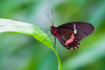 Beautiful  heliconius  butterfly  sitting on flower in a summer garden

