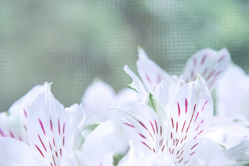 White petals of alstroemeria close-up on a green tinted background. Concept flowers, background, holiday, nature.