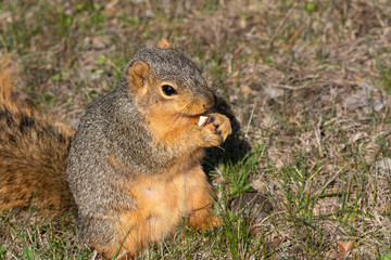 Naklejka na ściany i meble Squirrel eats a nut in the park