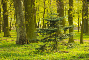 Park trees and pine. nature green wood.