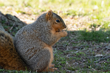 Squirrel eats a nut in the park