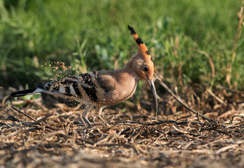 Hoopoe digging the ground