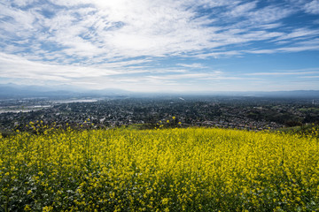 Fototapeta na wymiar Mustard wildflower meadow hillside with and suburban north Los Angeles in background.