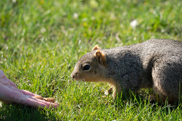 squirrel gets a snack on a sunny day in the park