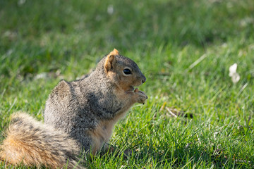 Naklejka na ściany i meble squirrel gets a snack on a sunny day in the park