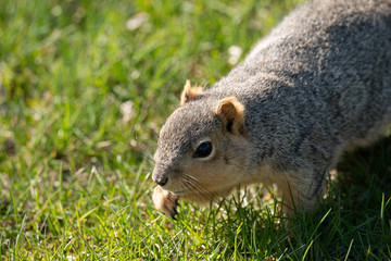 squirrel gets a snack on a sunny day in the park
