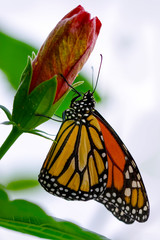 Monarch, Danaus plexippus is a milkweed butterfly (subfamily Danainae) in the family Nymphalidae butterfly in nature habitat.