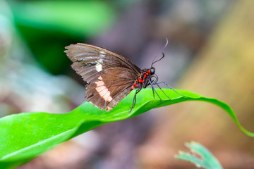 Closeup beautiful butterfly in a summer garden

