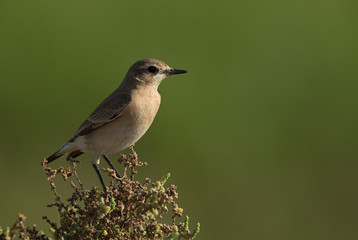 Isabelline Wheatear perched on a bush