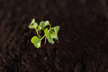 Growing plant. copy space. green plant surface top view textured background