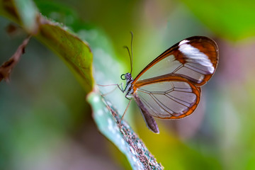 Closeup   beautiful  glasswing Butterfly (Greta oto) in a summer garden.


