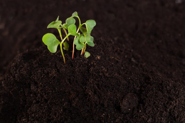 Growing plant. copy space. green plant surface top view textured background