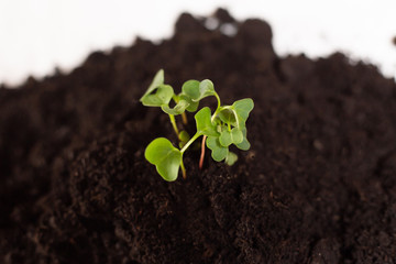 Growing plant. copy space. green plant surface top view textured background