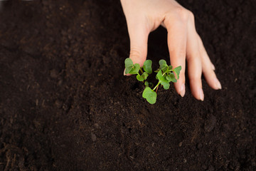 Earth day and Ecology.Plant in hands.Young couple carrying plant and planted a plant in to the soil on land back ground.field. Photo concept save world and ecology. copy space. story