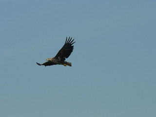 White-tailed eagle (Haliaeetus albicilla) in the North of Belarus