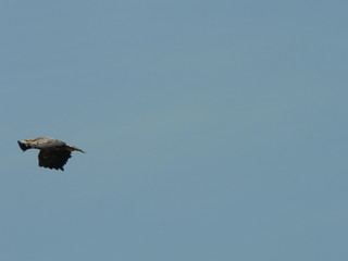 White-tailed eagle (Haliaeetus albicilla) in the North of Belarus