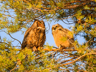Female Great Horned Owl  and Great Horned Owlet Sitting on a Pine Tree Branch in Early Morning Light