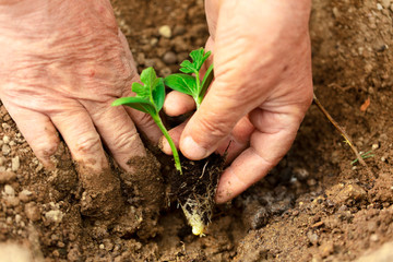 Farmer planting seedling in organic garden.