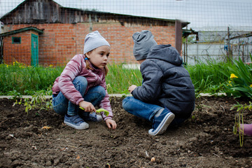 Children manually planted onions on the black soil together as a concept of preserving peace