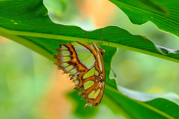 Closeup Malachite (siproeta stelenes) beautiful butterfly in a summer garden