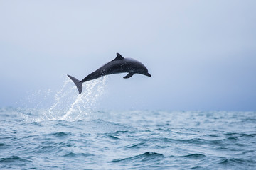 Happy wild pantropical spotted dolphin, Stenella attenuata, jumps free near a whale watching boat...