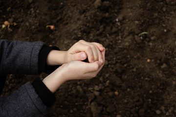 The child's hands hold and pour back the organic soil. The child checks the quality of the soil in his garden. The child's hands touch the soil on the field.