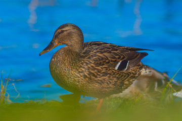 Duck, female sitting on the shore of the water, lake, bird, animal, nature, bokeh
