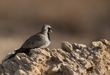 Beautiful Namaqua Dove on the rock