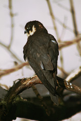 Eurasian hobby (Falco subbuteo) portrait sitting on branch of tree