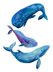 Watercolor illustration Three Whales on white background
