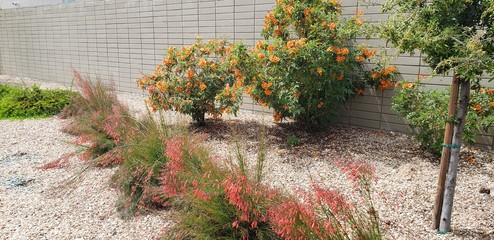 A dry garden in a suburban cul-de-sac outside Phoenix, Arizona. The garden is in bloom with red, flowering plants in front and orange, flowering bushes in the background.