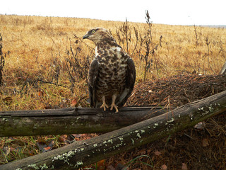 European honey buzzard (Pernis apivorus) portrait in Chernobyl zone