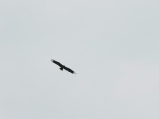 White-tailed eagle (Haliaeetus albicilla) in the North of Belarus