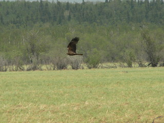 Black kite (Milvus migrans) in summer time
