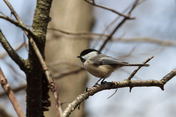 Black-capped Chickadee perched in a small tree. 