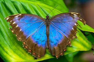 Blue Morpho, Morpho peleides, big butterfly sitting on green leaves, beautiful insect in the nature habitat