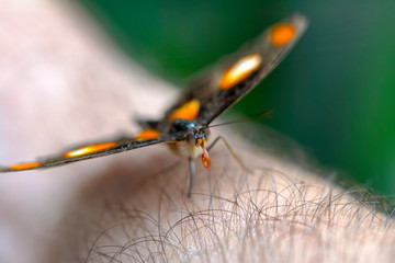 Beautiful Closeup at your fingertips in a summer garden