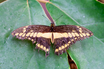 Closeup beautiful butterfly in a summer garden

