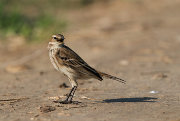 Beautiful Water pipit