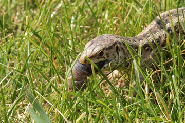 Obraz premium Weibliche Zauneidechse frisst einen Engerling